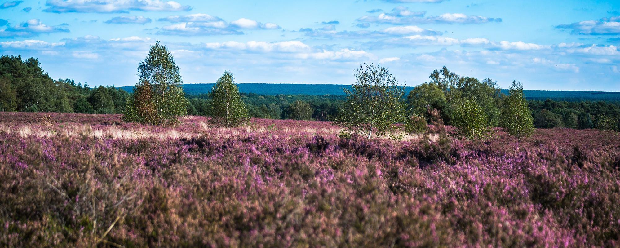 Best Western Plus Residenzhotel Lüneburg Heide